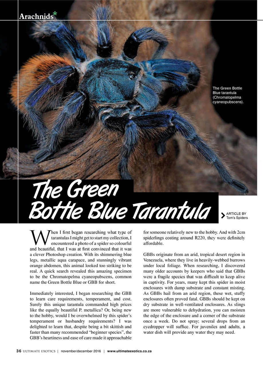 Ultimate Exotics Preview Pages