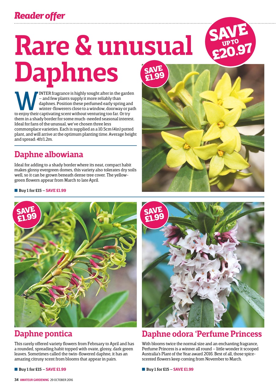 Amateur Gardening Preview Pages