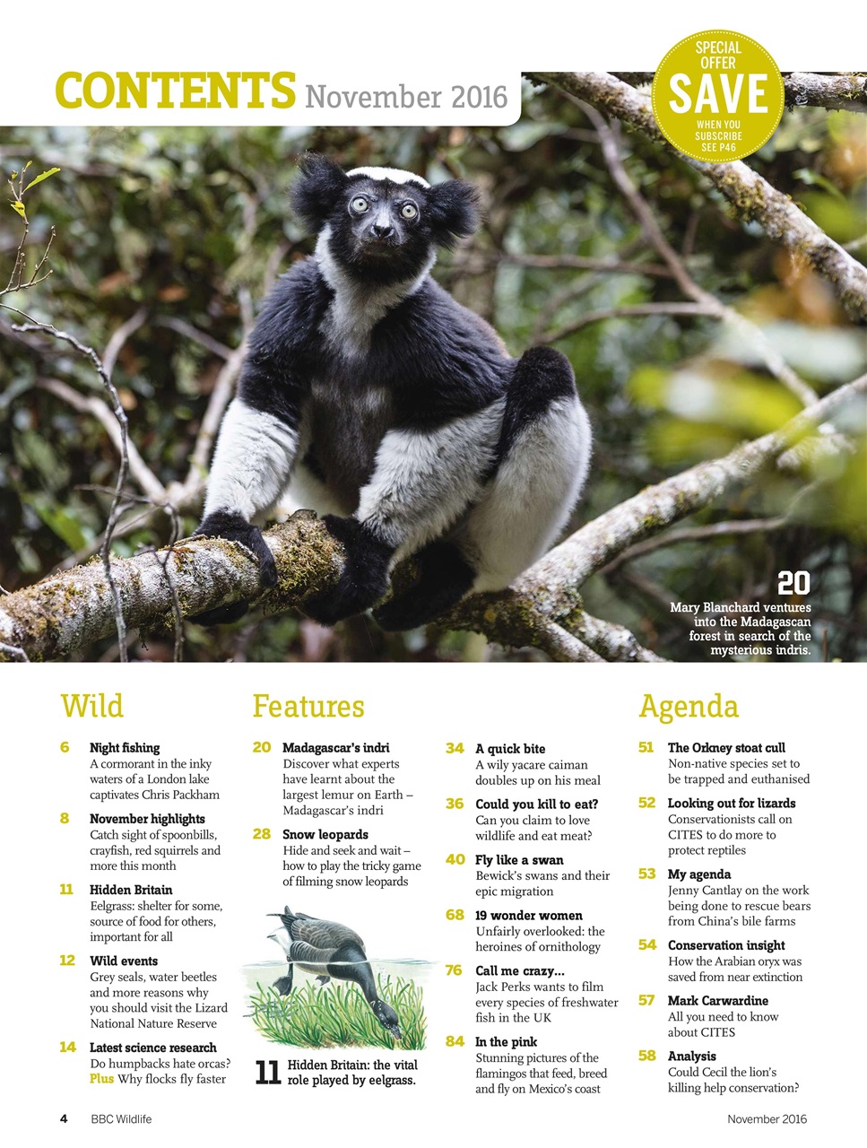 BBC Wildlife Magazine Preview Pages