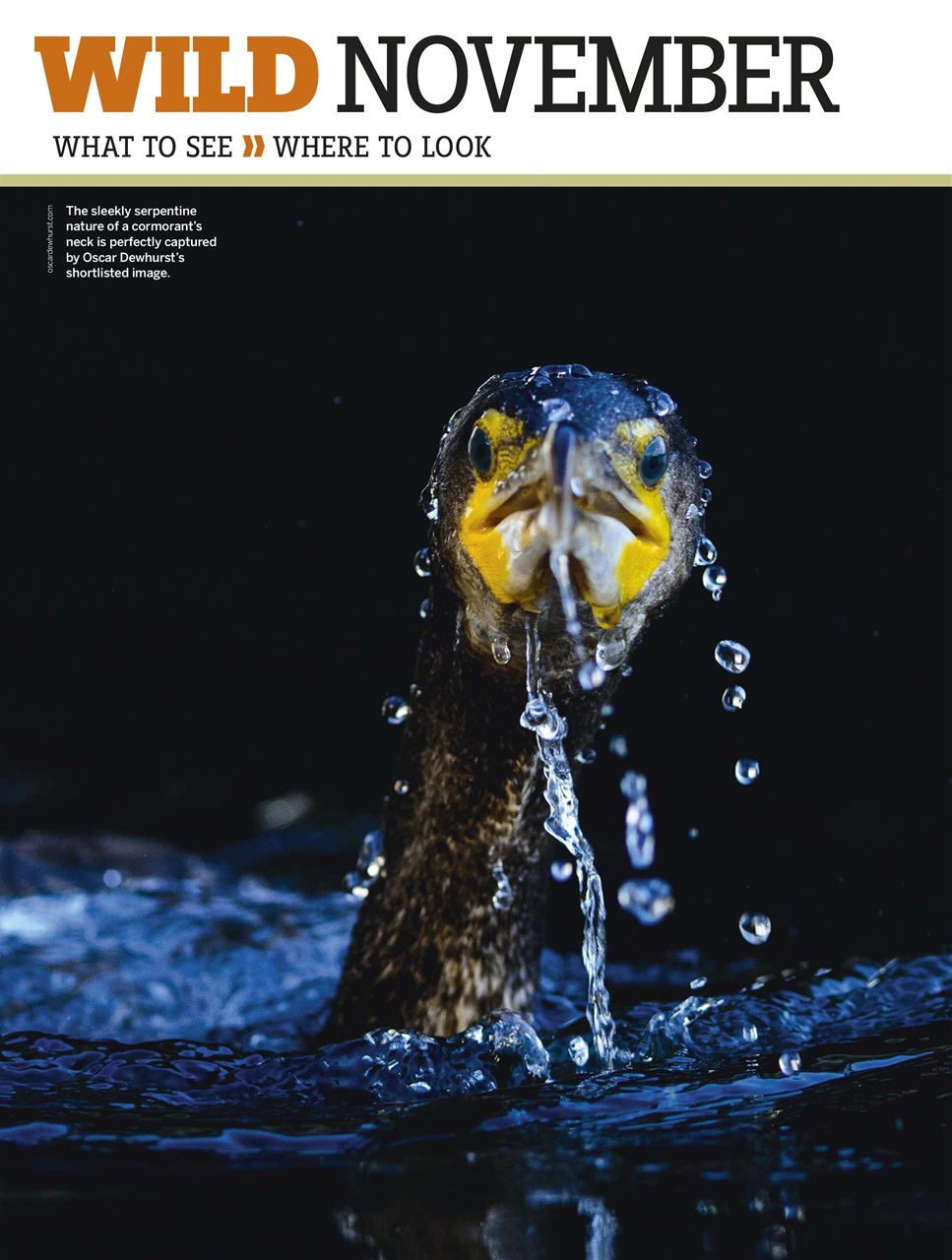 BBC Wildlife Magazine Preview Pages