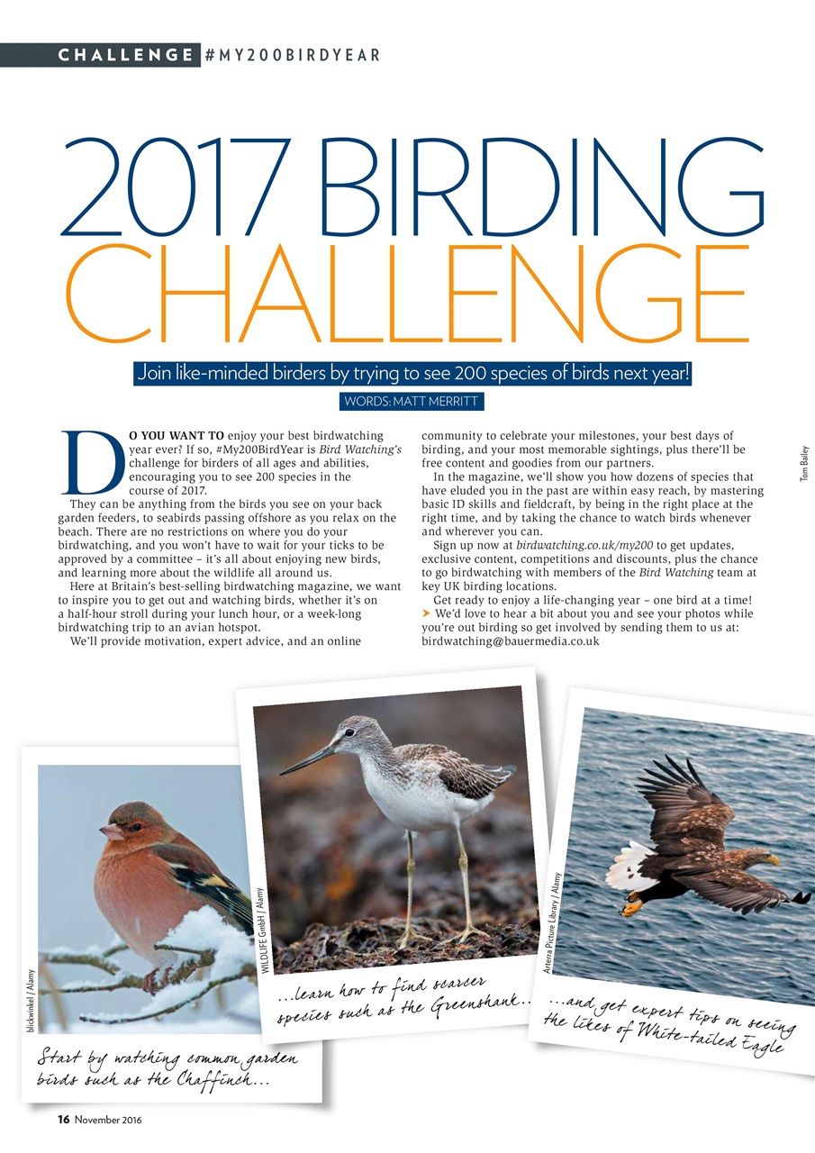 Bird Watching Preview Pages