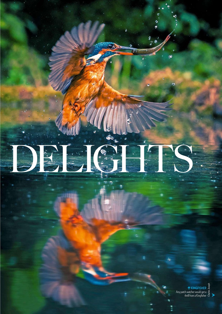 Bird Watching Preview Pages