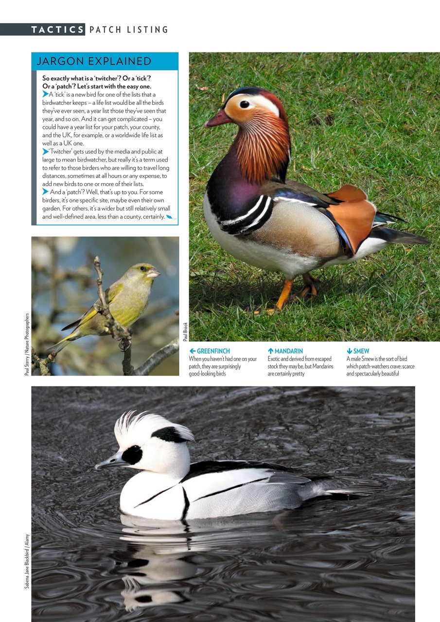 Bird Watching Preview Pages