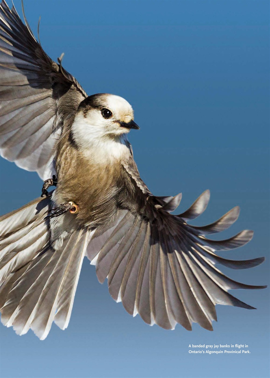 Canadian Geographic Preview Pages