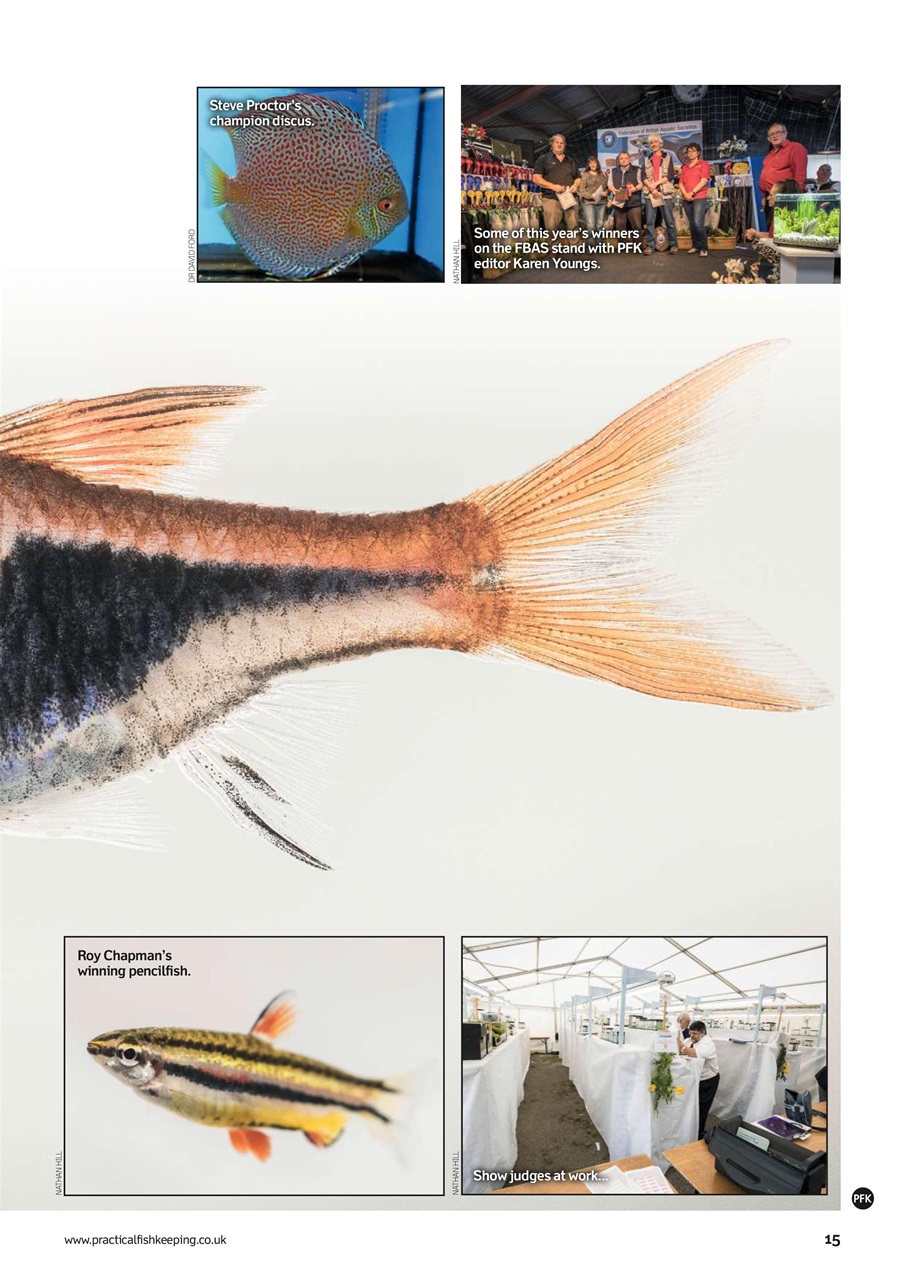 Practical Fishkeeping Preview Pages
