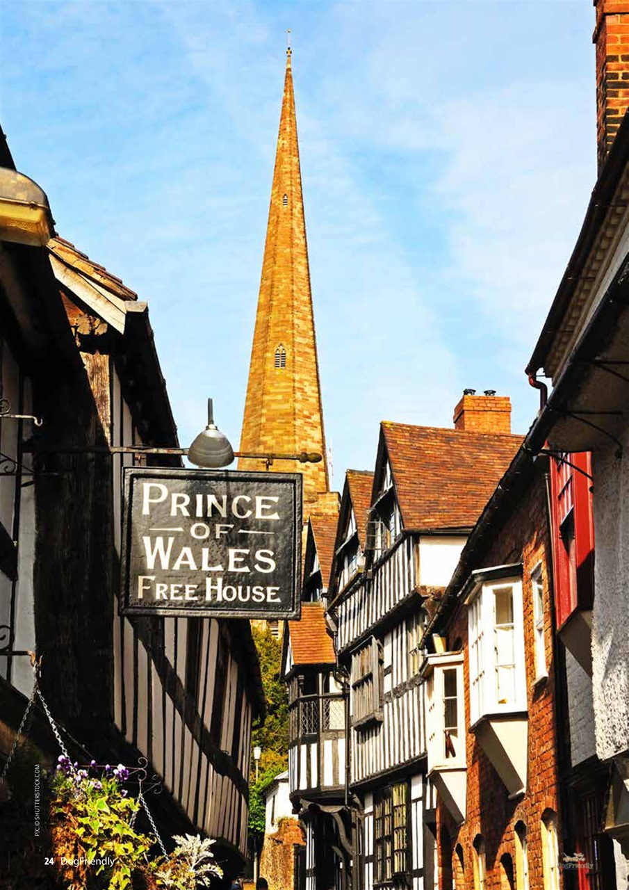 Dog Friendly Preview Pages