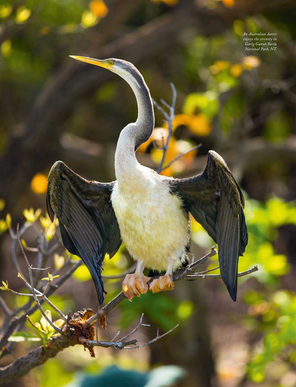 OUTBACK Magazine Preview Pages