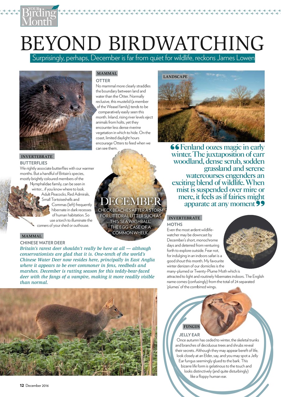 Bird Watching Preview Pages