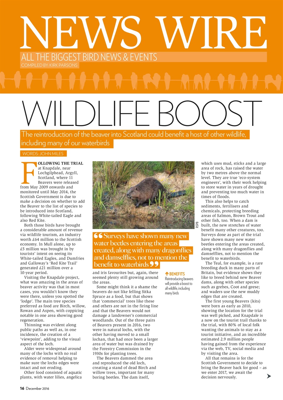 Bird Watching Preview Pages