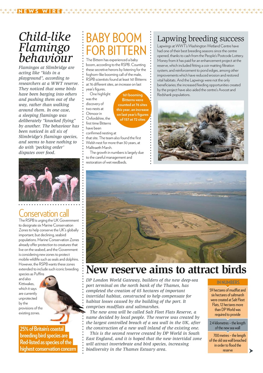 Bird Watching Preview Pages