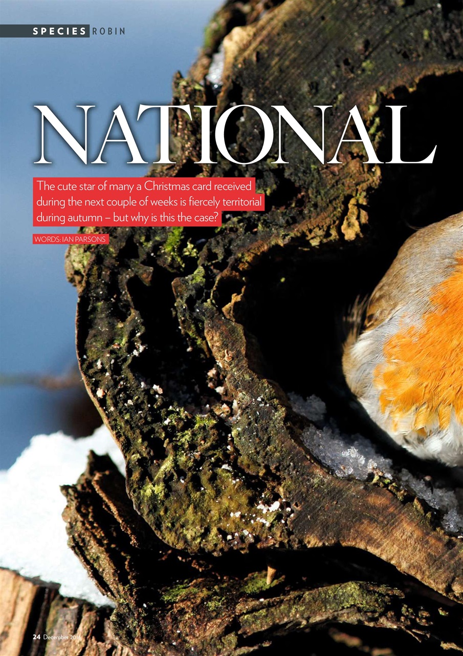 Bird Watching Preview Pages