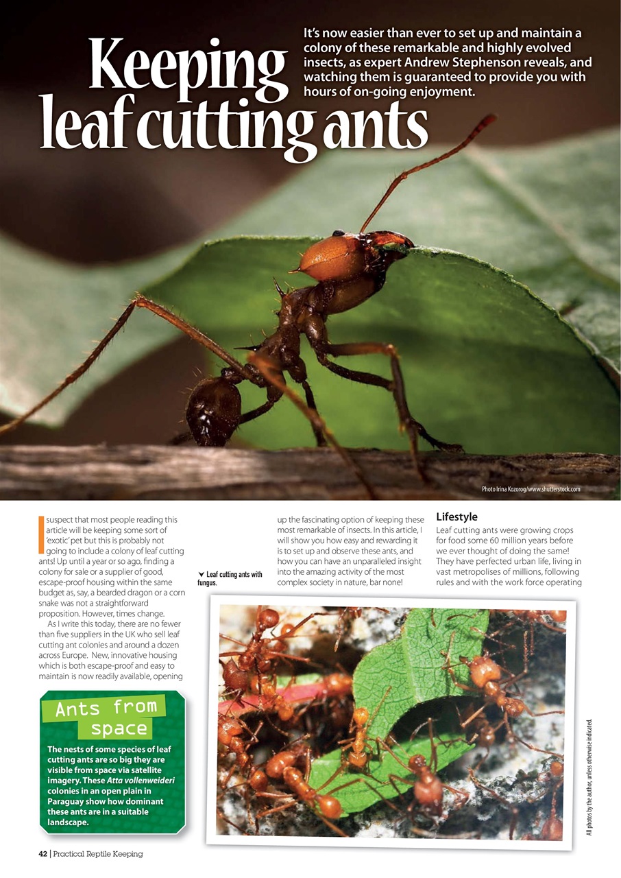 Practical Reptile Keeping Preview Pages