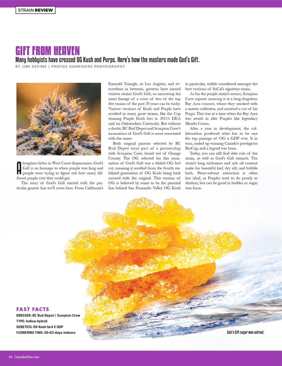 Cannabis Now Preview Pages