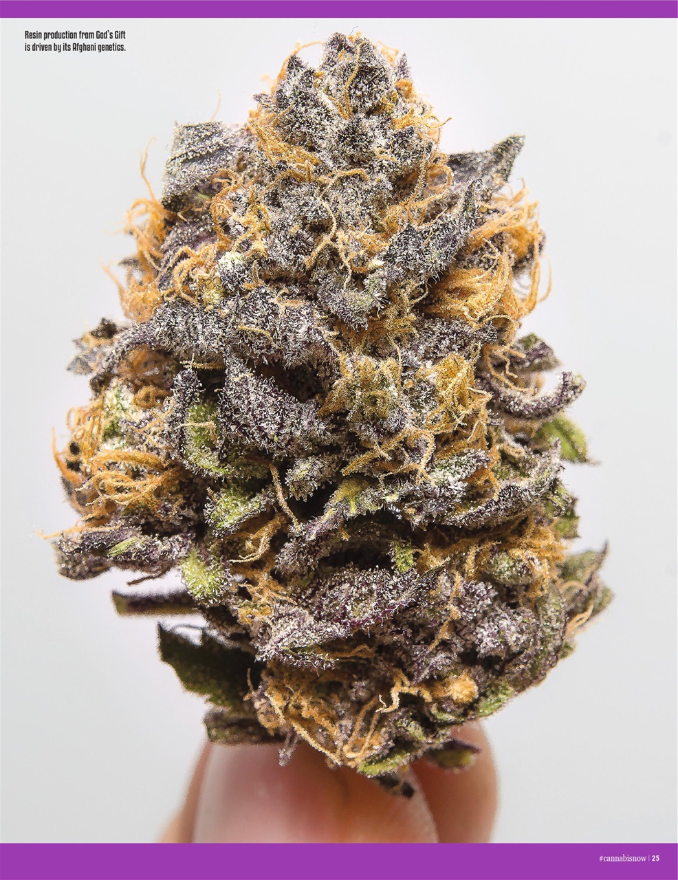 Cannabis Now Preview Pages