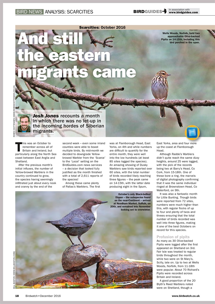 Birdwatch Magazine Preview Pages