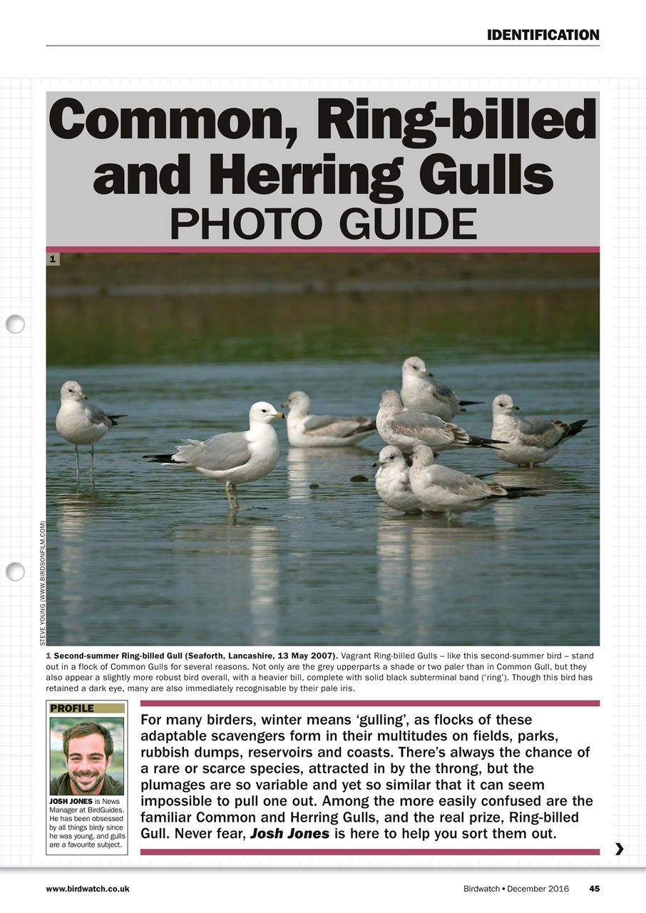 Birdwatch Magazine Preview Pages