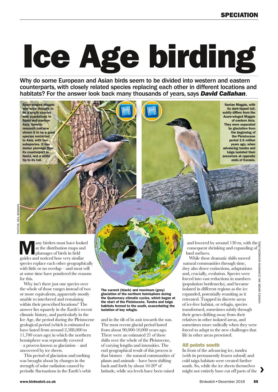 Birdwatch Magazine Preview Pages