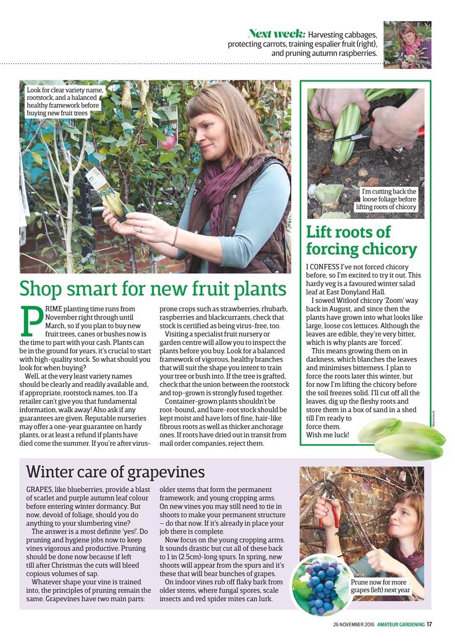 Amateur Gardening Preview Pages