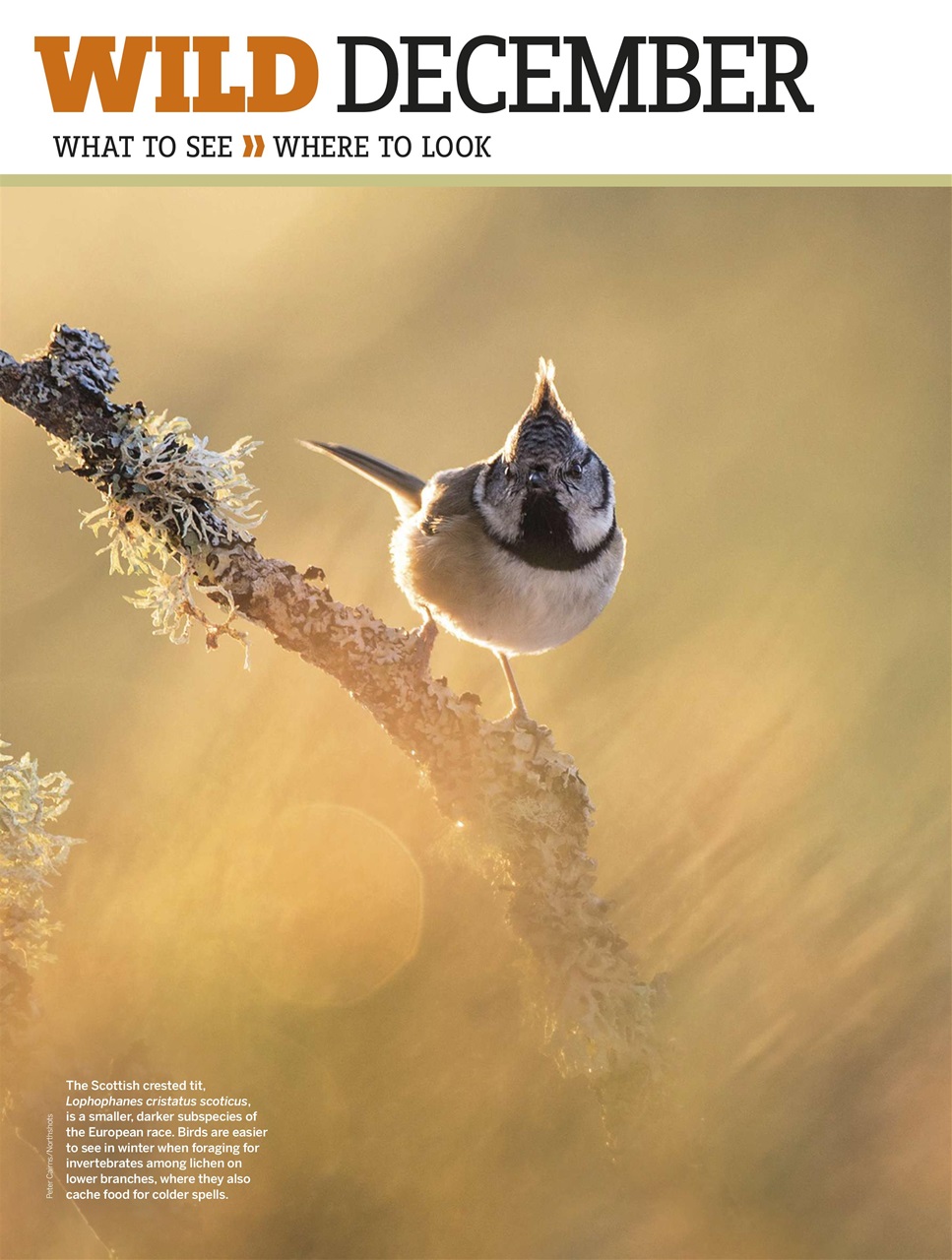 BBC Wildlife Magazine Preview Pages