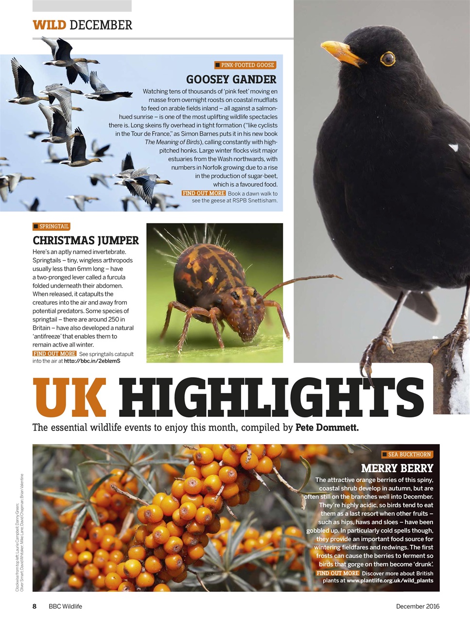 BBC Wildlife Magazine Preview Pages