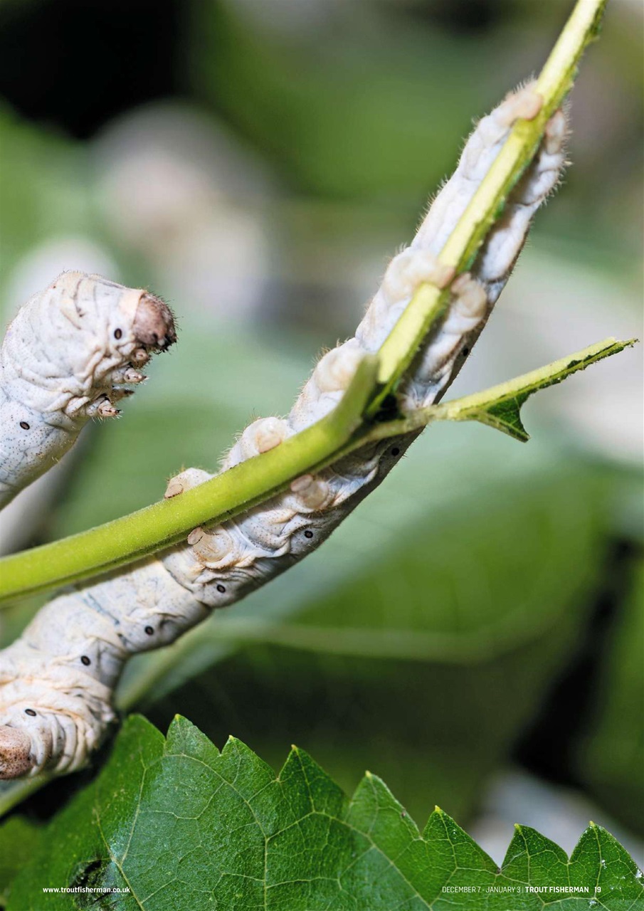 Trout Fisherman Preview Pages