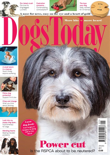 Dogs Today Magazine issue 
