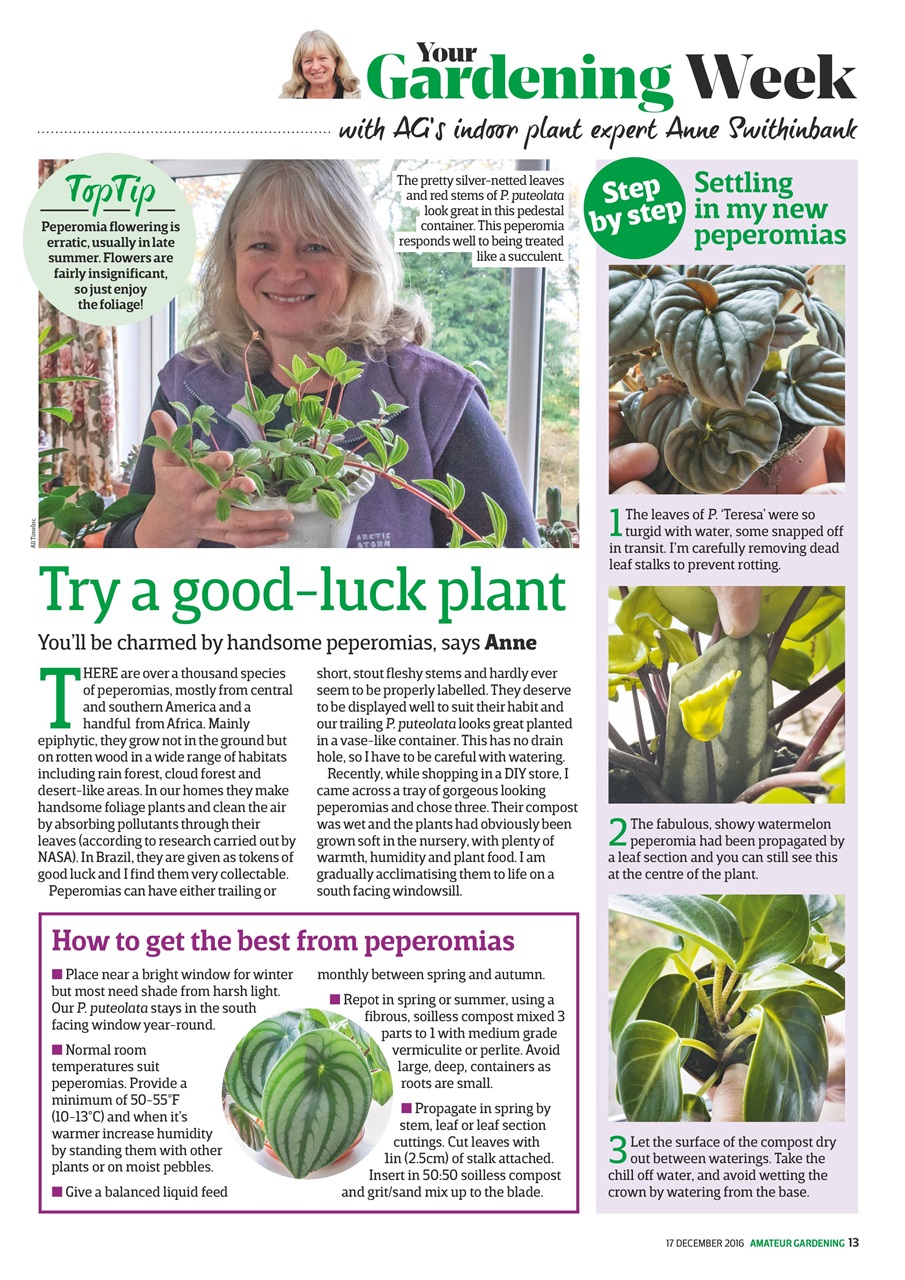 Amateur Gardening Preview Pages