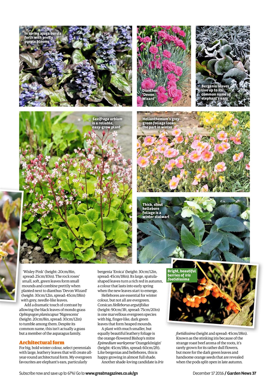 Garden News Preview Pages
