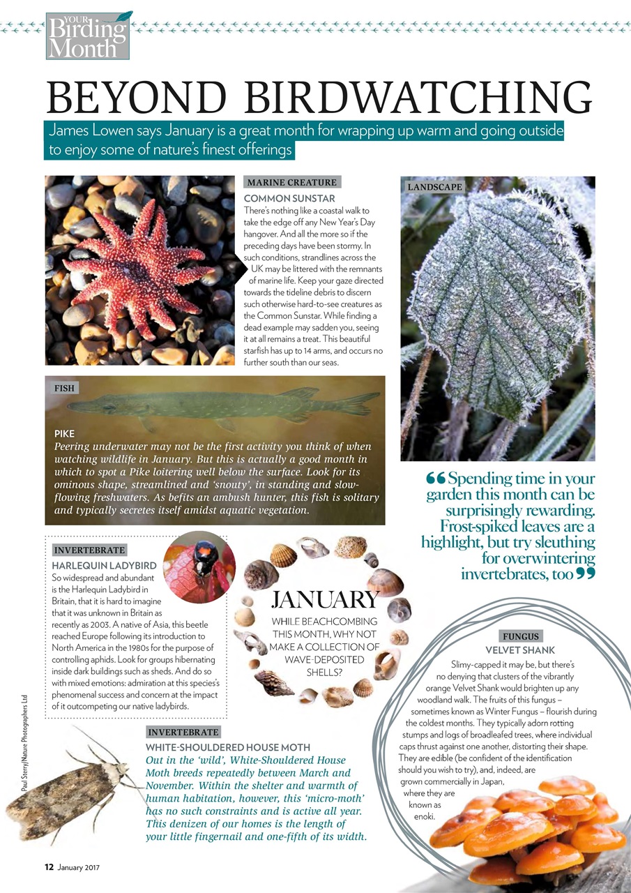 Bird Watching Preview Pages