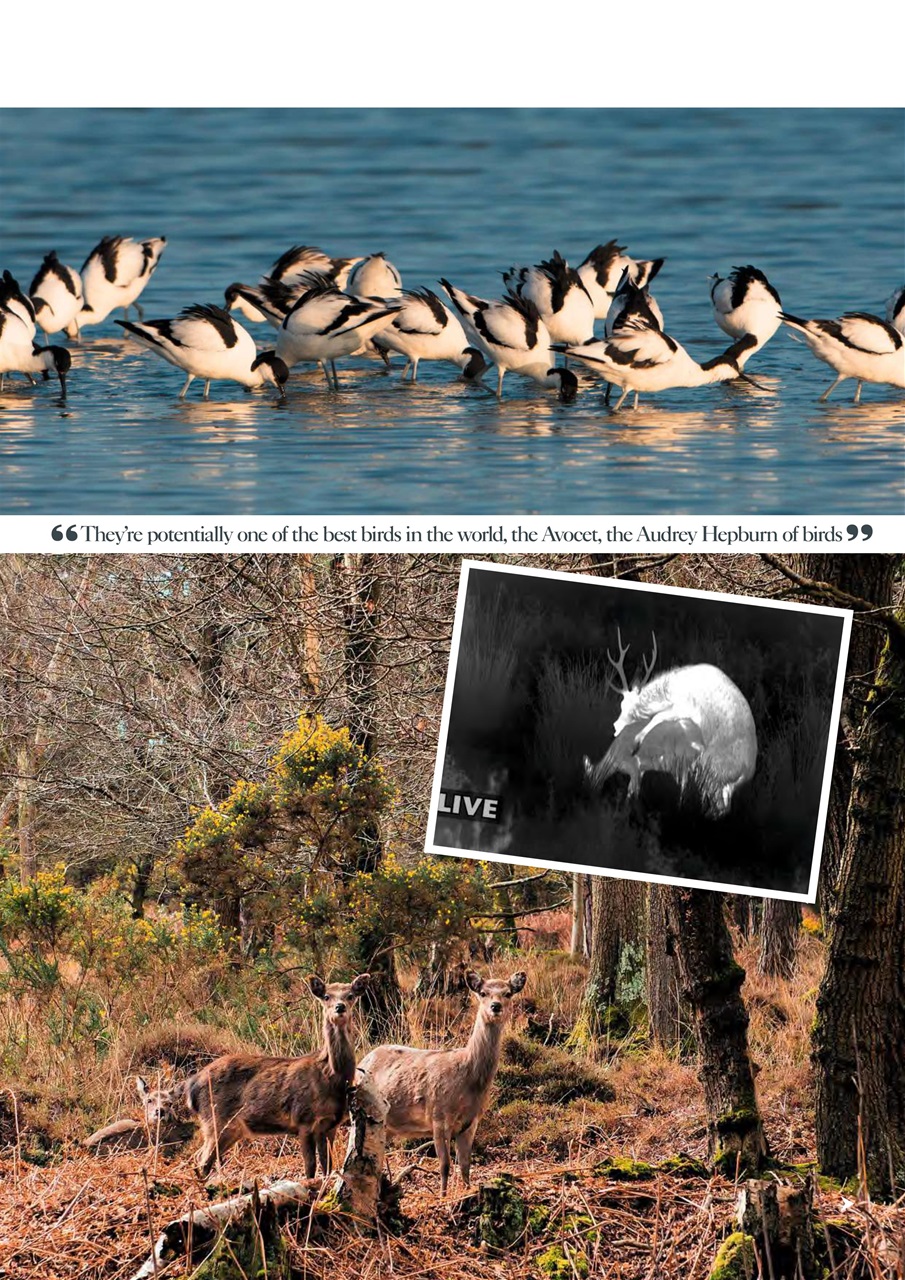 Bird Watching Preview Pages
