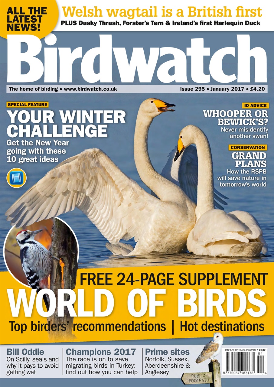 Birdwatch Magazine Preview Pages