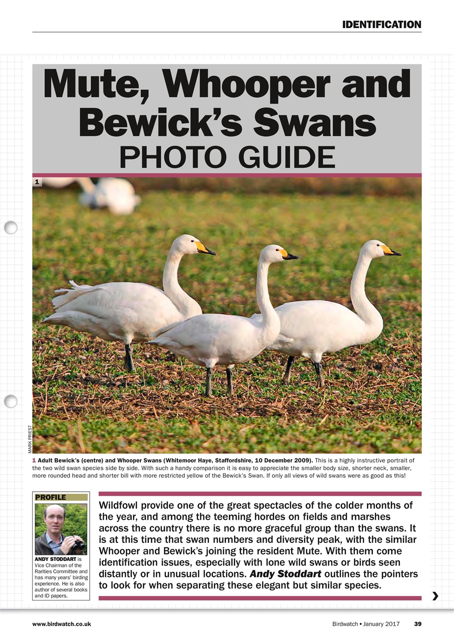 Birdwatch Magazine Preview Pages