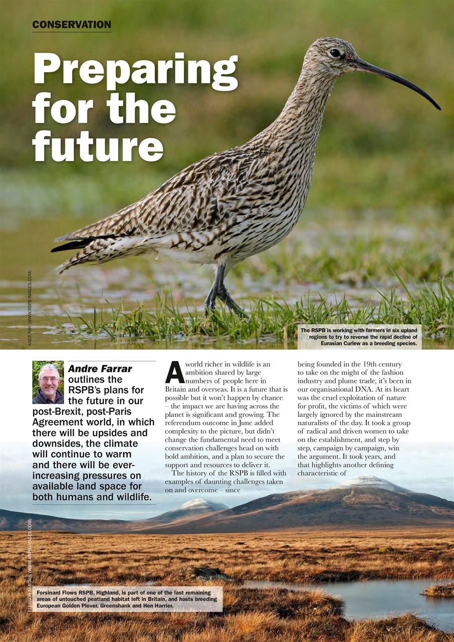 Birdwatch Magazine Preview Pages
