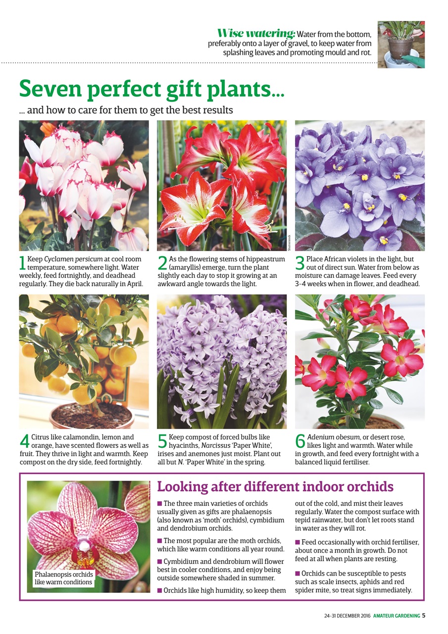 Amateur Gardening Preview Pages