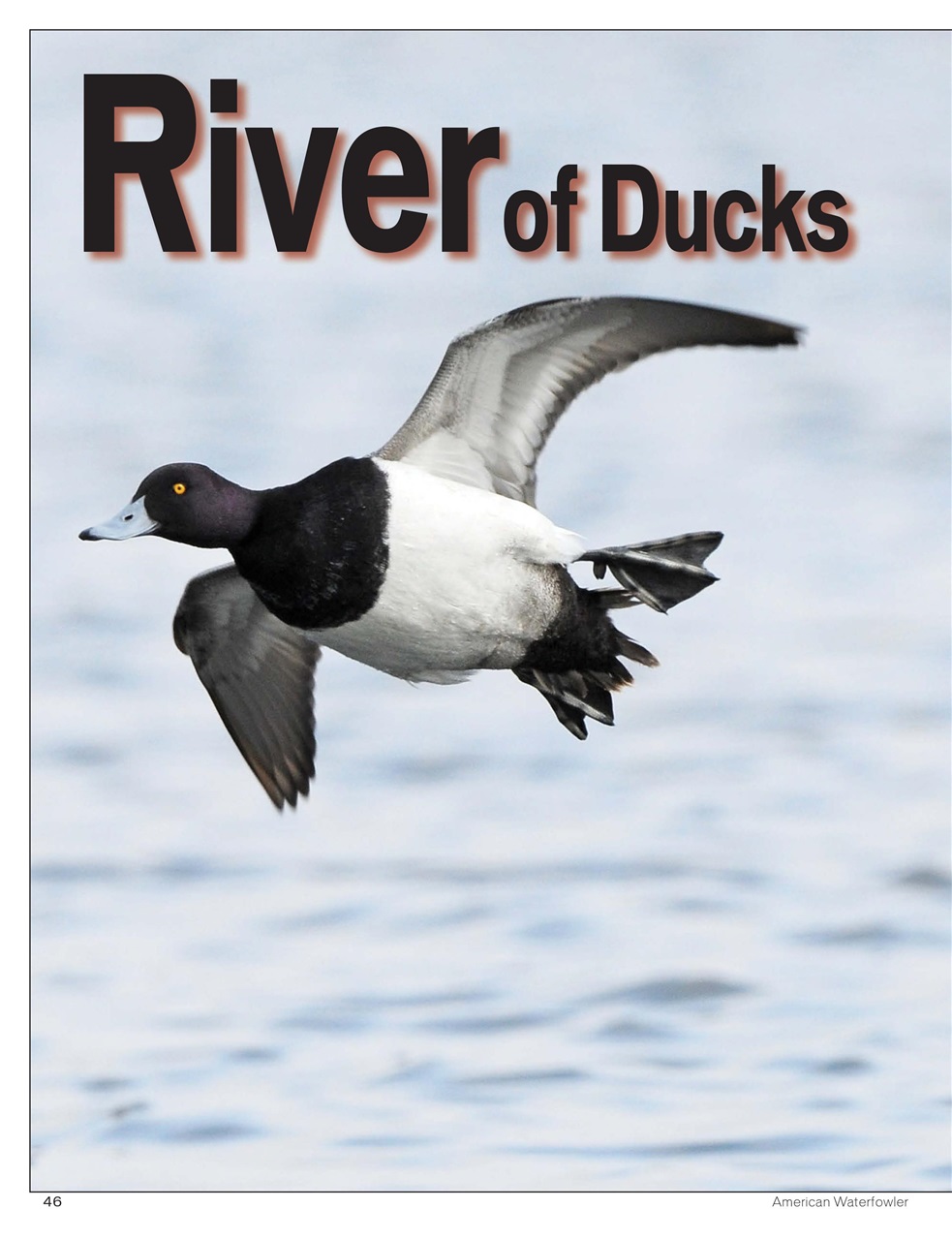 American Waterfowler Preview Pages
