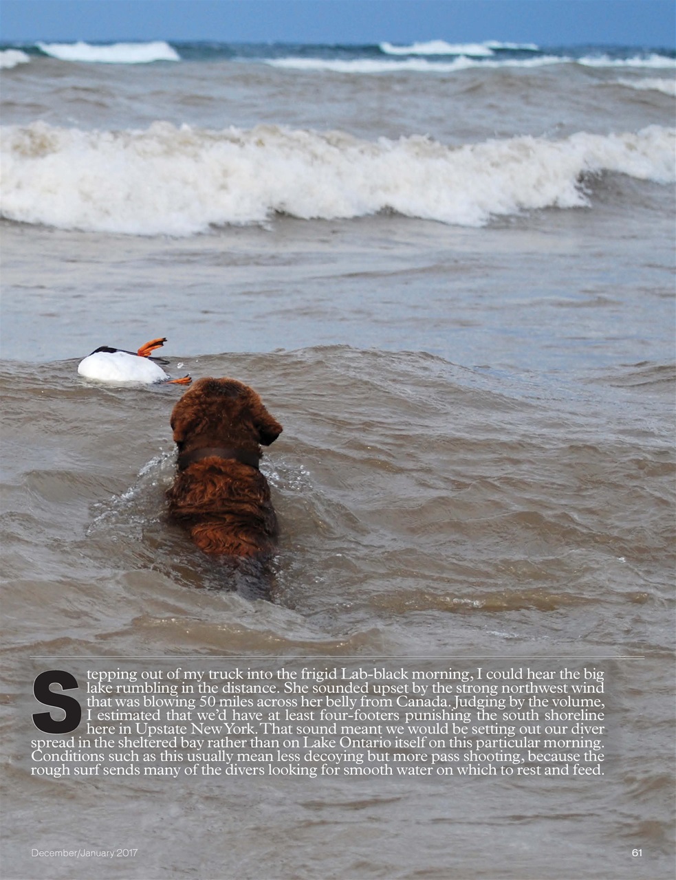 American Waterfowler Preview Pages