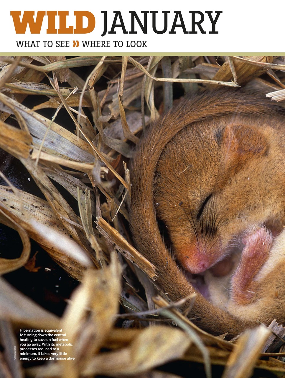 BBC Wildlife Magazine Preview Pages
