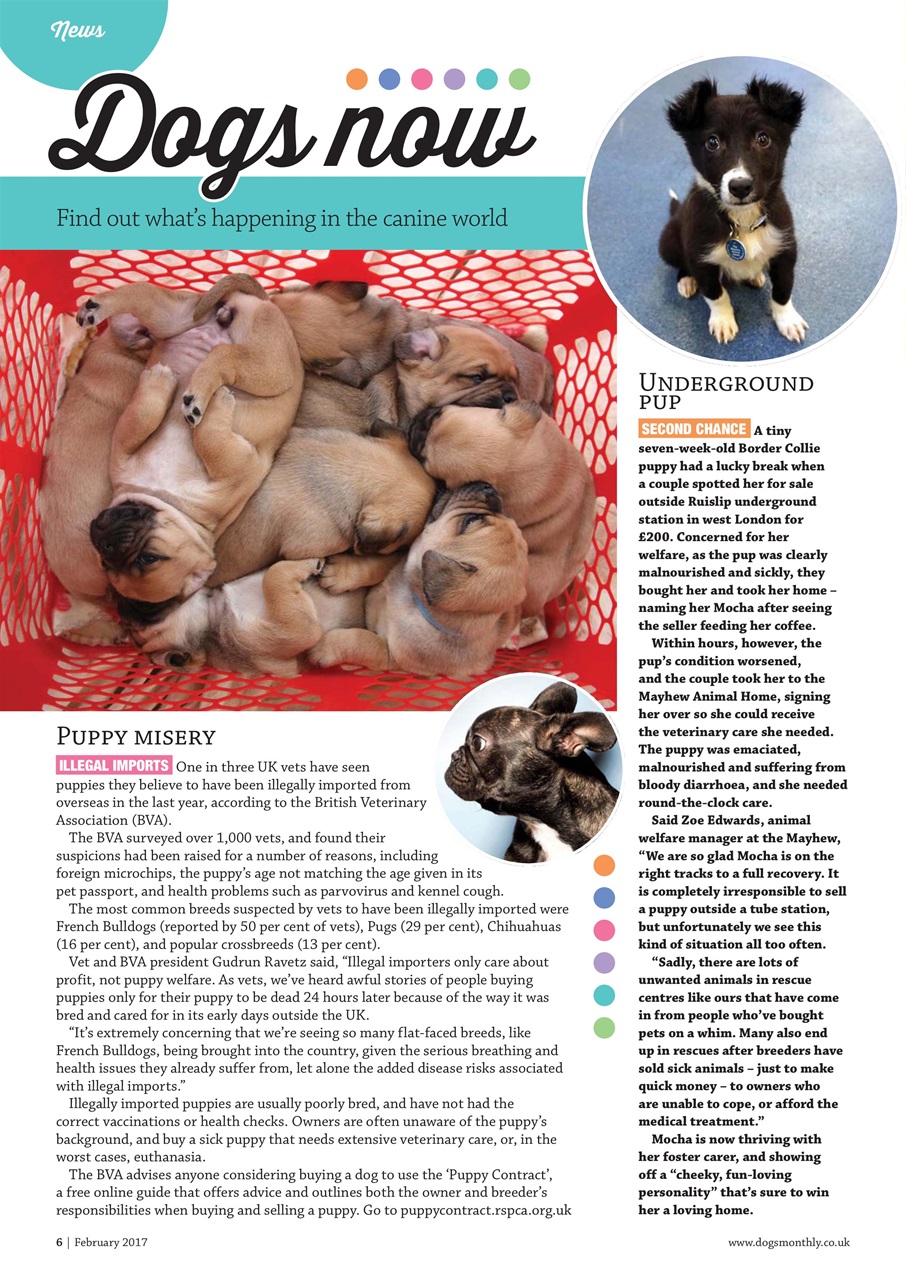 Dogs Monthly Preview Pages