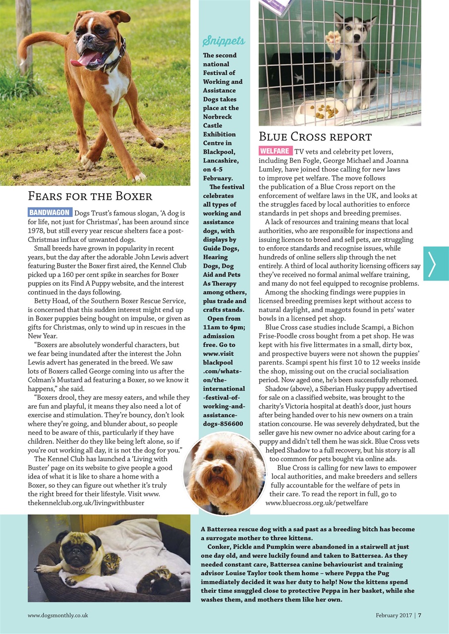 Dogs Monthly Preview Pages