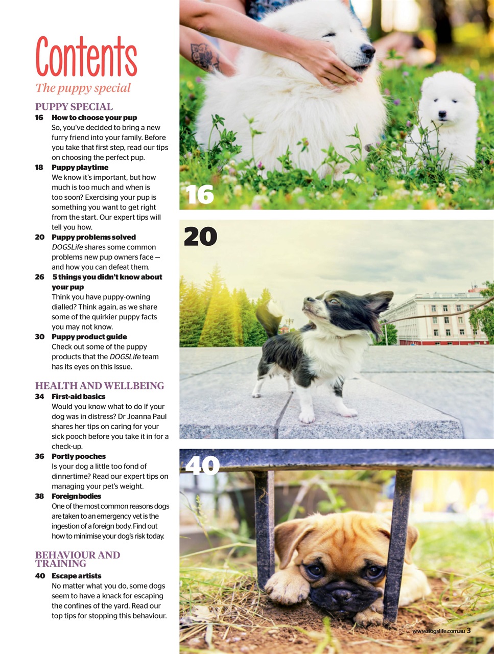 Dogs Life Preview Pages