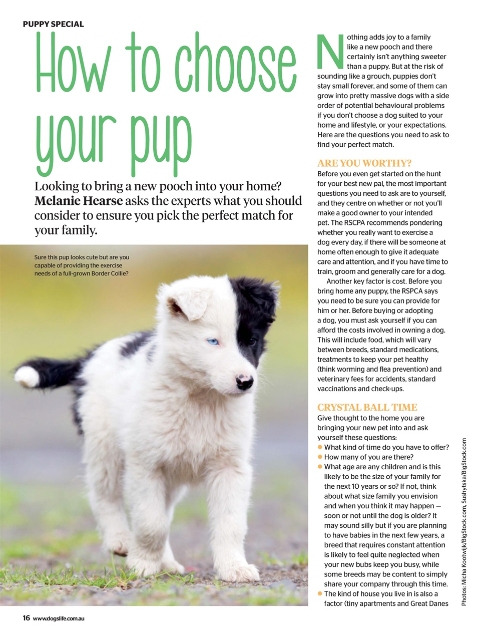 Dogs Life Preview Pages