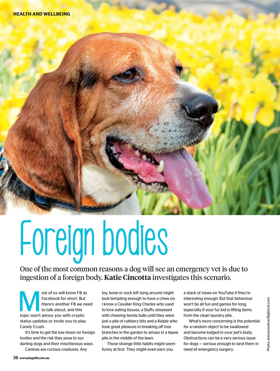 Dogs Life Preview Pages