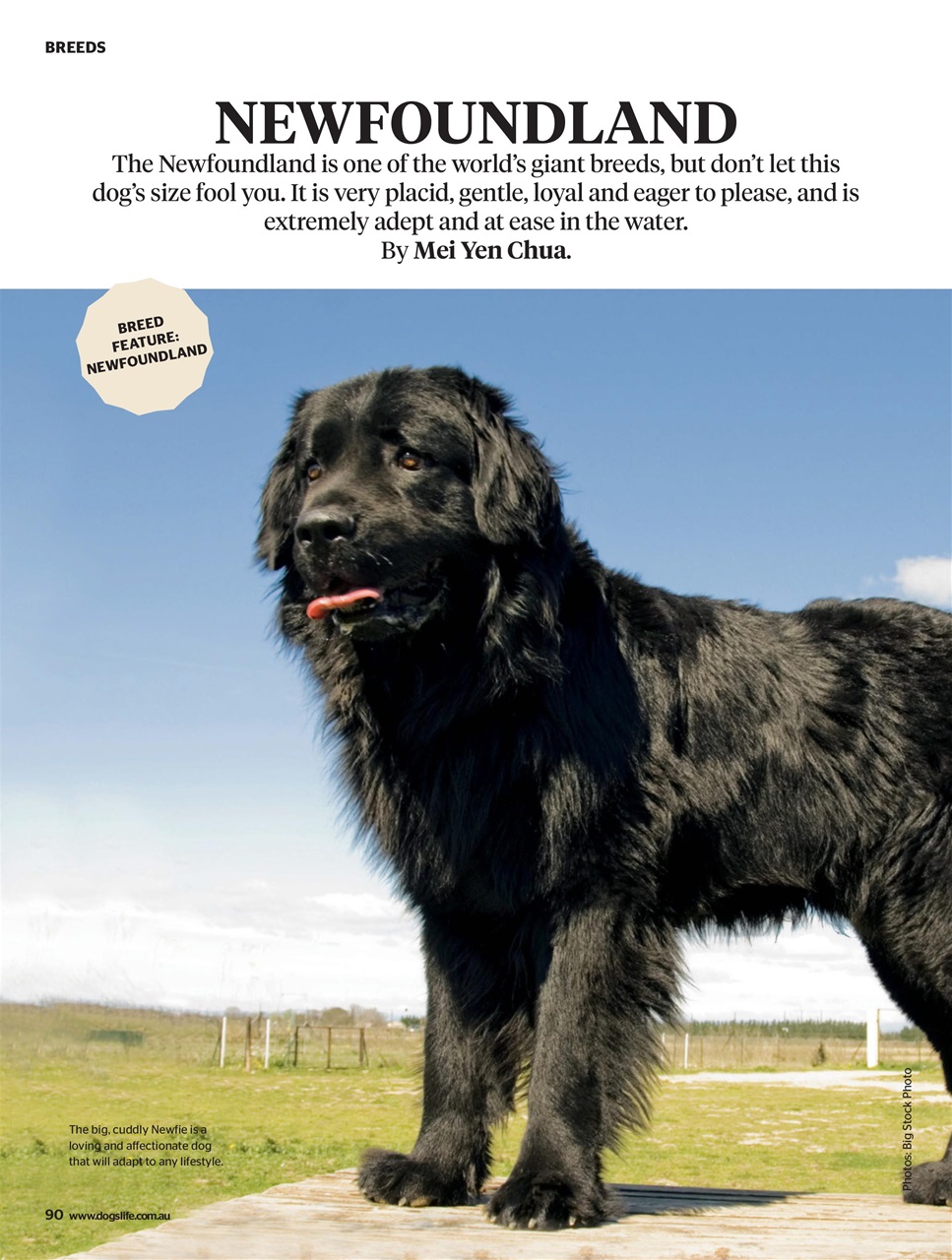 Dogs Life Preview Pages