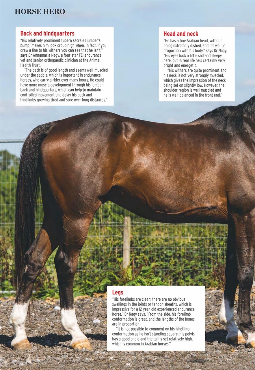 Horse & Hound Preview Pages
