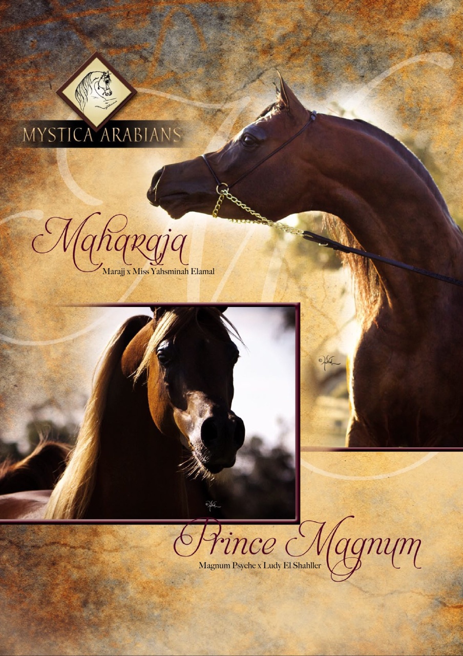 Australian Arabian Horse News Preview Pages