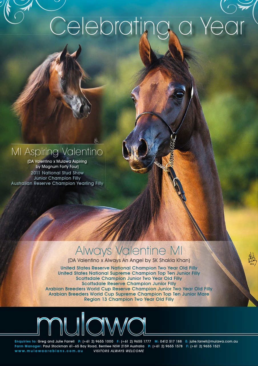 Australian Arabian Horse News Preview Pages