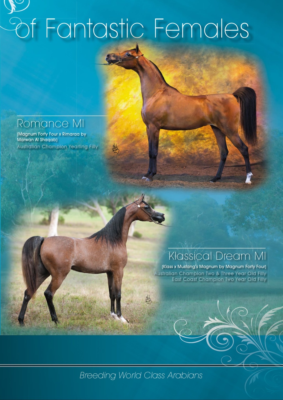 Australian Arabian Horse News Preview Pages