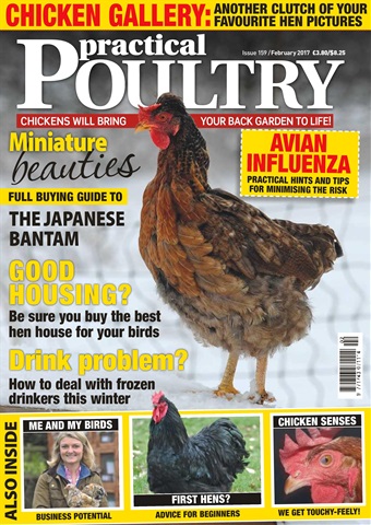Practical Poultry issue No. 159 Miniature Beauties 