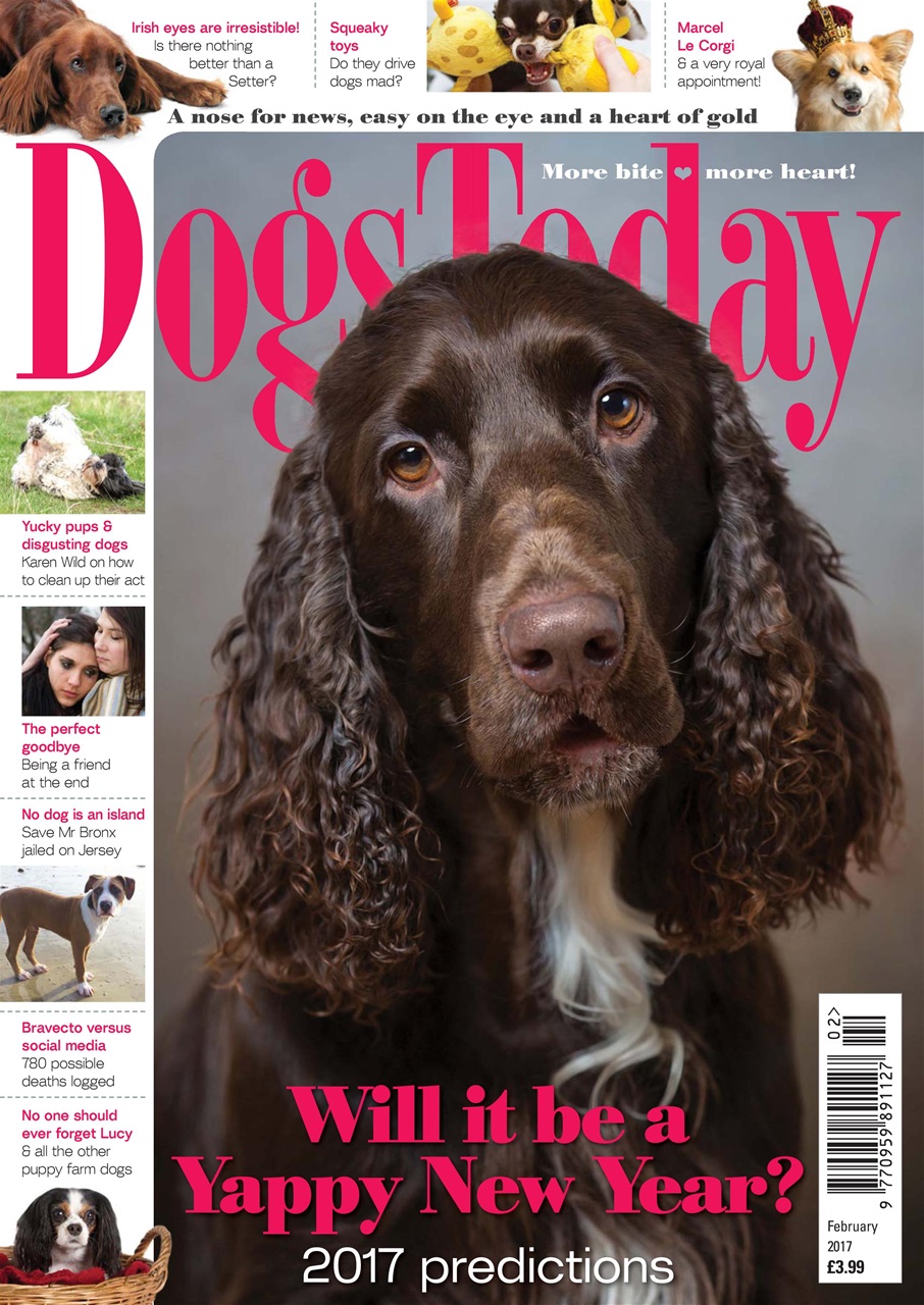 Dogs Today Magazine Preview Pages