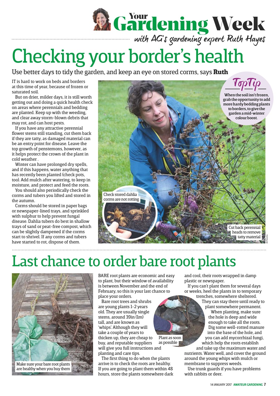 Amateur Gardening Preview Pages